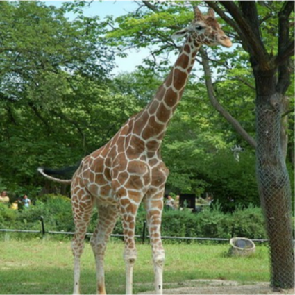 A giraffe standing near a tree.